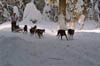 Bernau20040131_SledDog_034